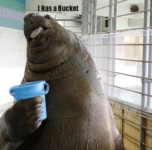 Walrus - I Has a Bucket